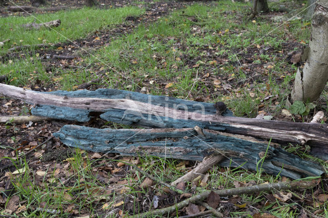 Chlorociboria aeruginascens