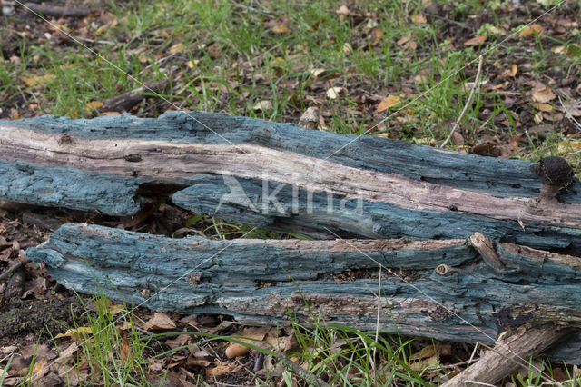 Chlorociboria aeruginascens