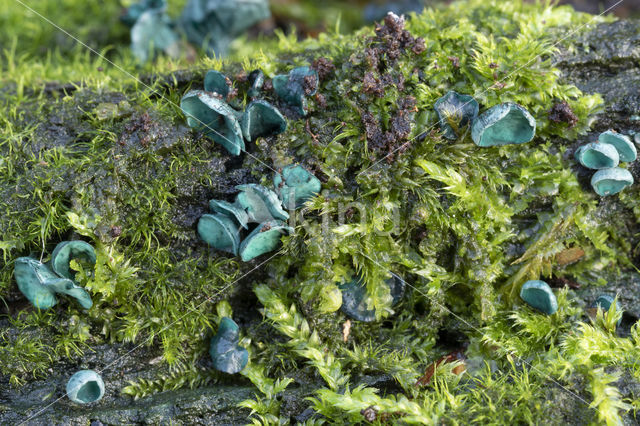 Gewone kopergroenbekerzwam (Chlorociboria aeruginascens)