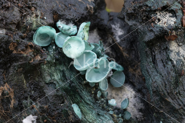 Chlorociboria aeruginascens