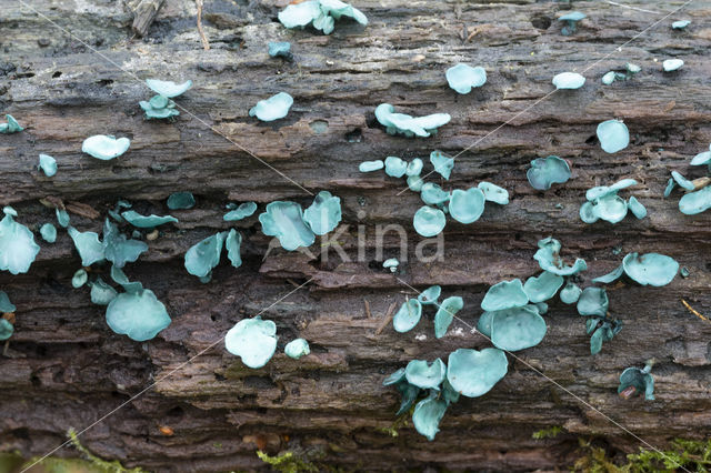 Chlorociboria aeruginascens