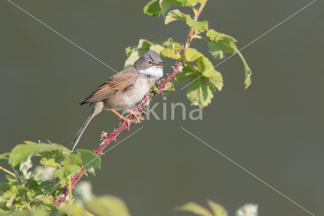 Greater Whitethroat (Sylvia communis)