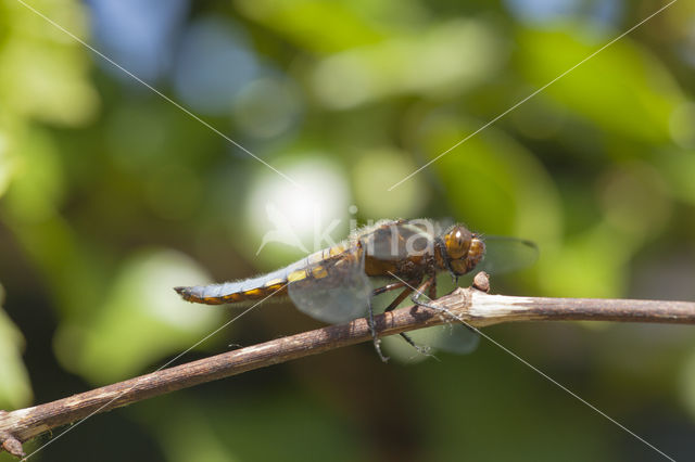 Platbuik (Libellula depressa)