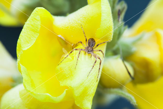 Enoplognatha ovata