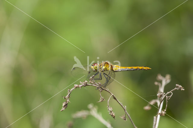 Gevlekte witsnuitlibel (Leucorrhinia pectoralis)