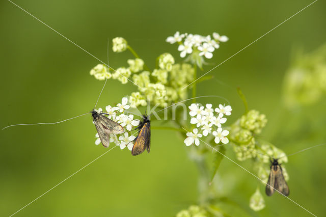 Pinksterbloemlangsprietmot (Cauchas rufimitrella)