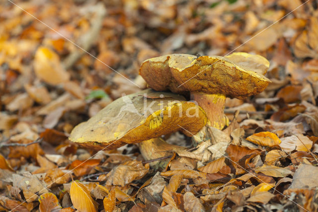 Bittere boleet (Tylopilus felleus)