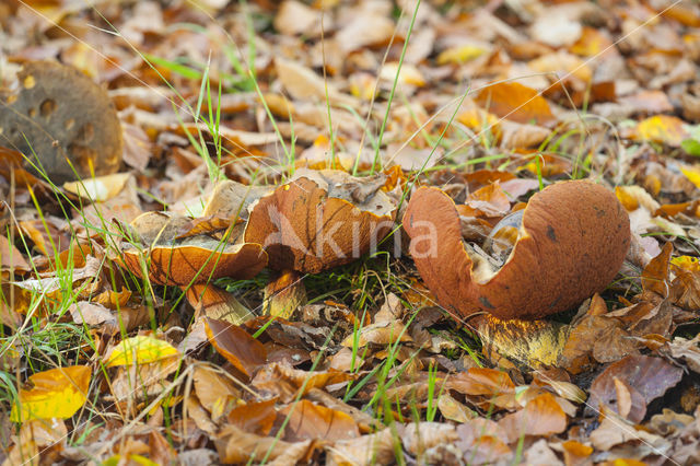 Bolete (Boletus erythropus)