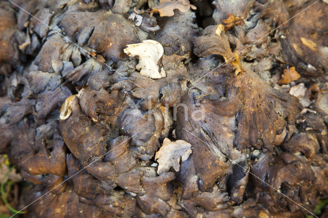 Hen of the woods (Grifola frondosa)