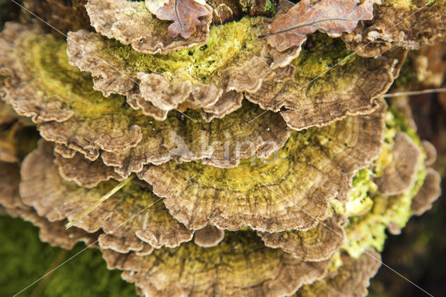 Trametes multicolor