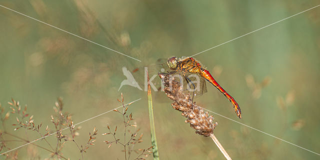 Eurasian red dragonfly (Sympetrum depressiusculum)