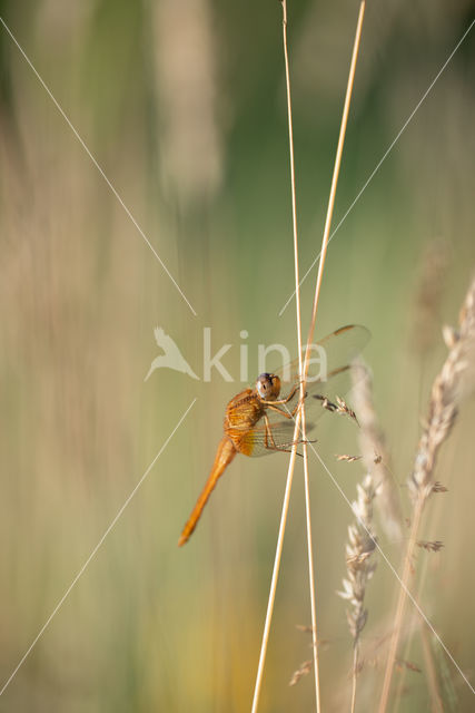 Eurasian red dragonfly (Sympetrum depressiusculum)