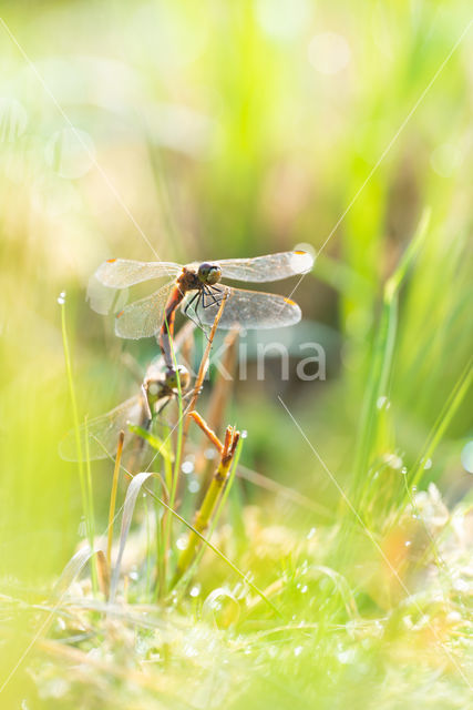 Kempense heidelibel (Sympetrum depressiusculum)