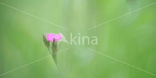 Maiden Pink (Dianthus deltoides)