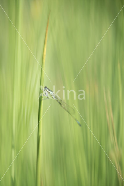 Blue-tailed Damselfly (Ischnura elegans)