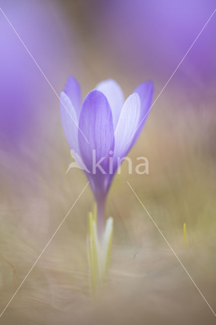 Crocus veluchensis