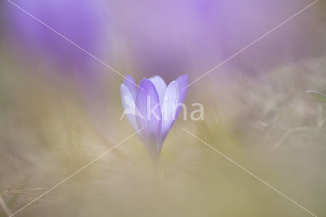 Crocus veluchensis