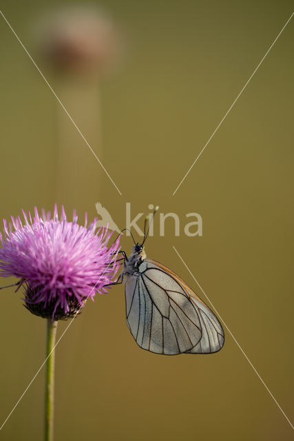 Groot geaderd witje (Aporia crataegi)