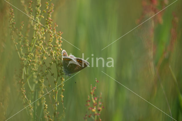 Common Blue (Polyommatus icarus)