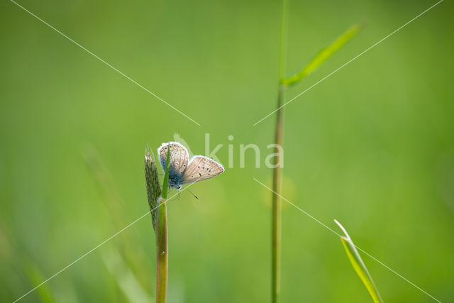 Common Blue (Polyommatus icarus)