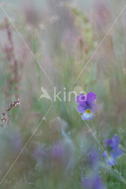 Wild Pansy (Viola tricolor)