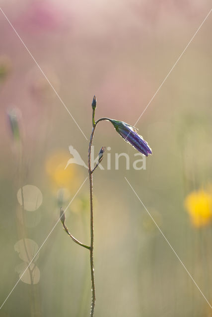 Bellflower (Campanula spec.)