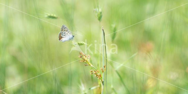 Violette vuurvlinder (Lycaena alciphron)