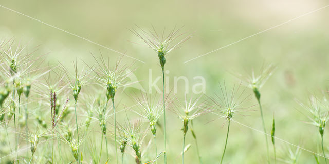 ovate goatgrass (Aegilops geniculata)