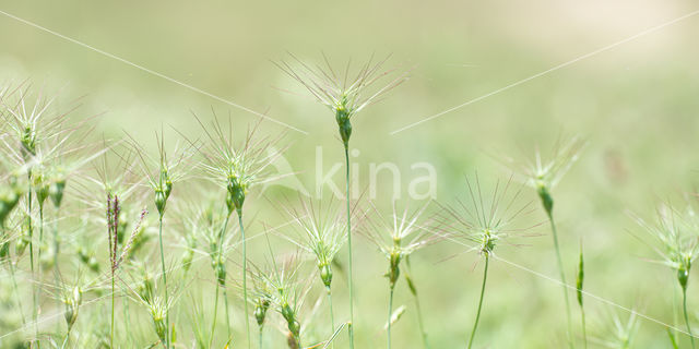 Aegilops geniculata