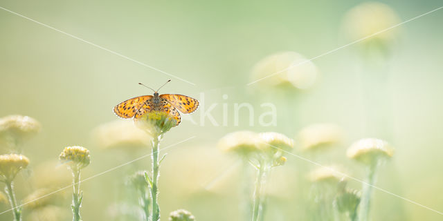 Tweekleurige parelmoervlinder (Melitaea didyma)