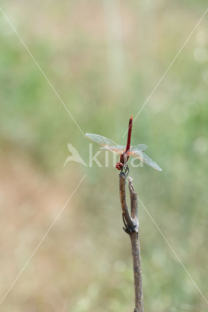 Red-veined Darter (Sympetrum fonscolombii)