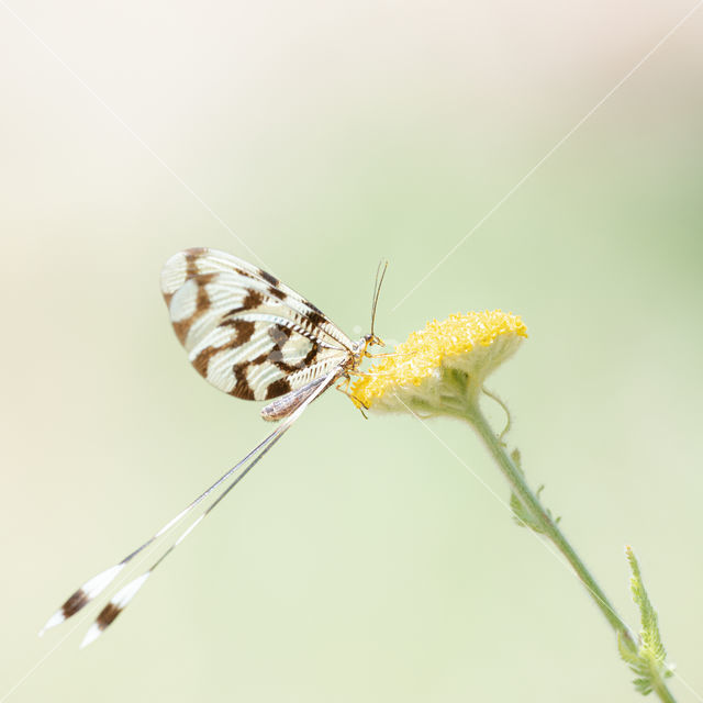 Spoon-winged lacewing (Nemoptera sinuata)