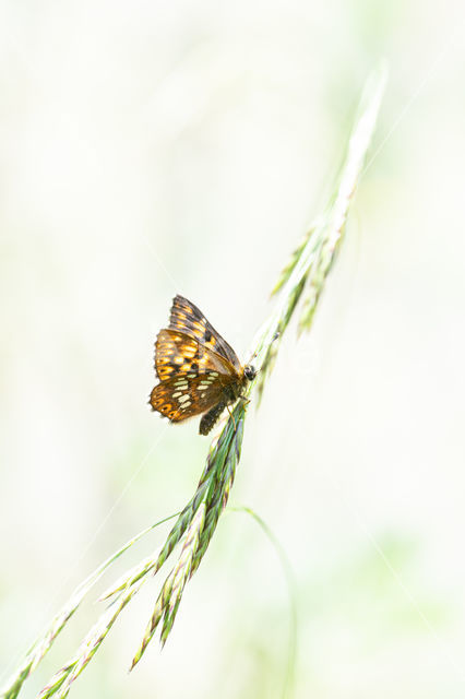Sleutelbloemvlinder (Hamearis lucina)