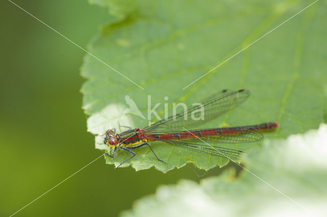 Large Red Damselfly (Pyrrhosoma nymphula)