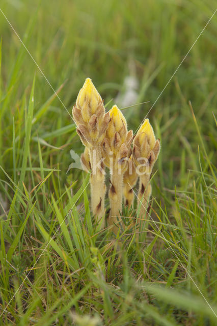 Bedstraw Broomrape (Orobanche caryophyllacea)