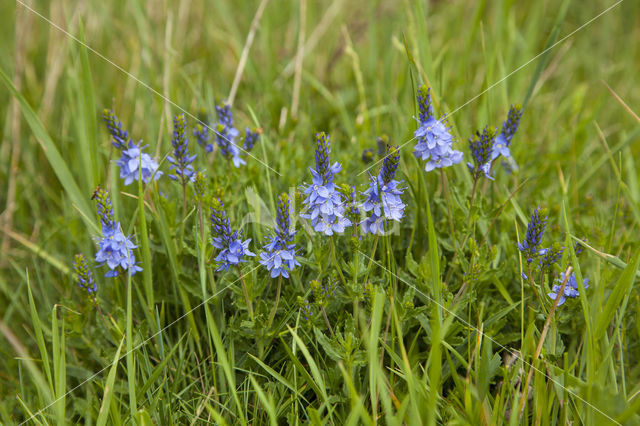 Large Speedwell