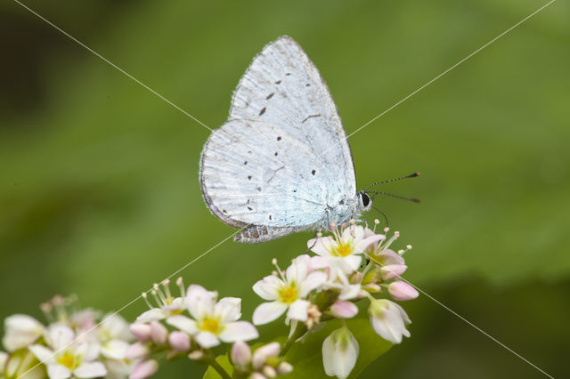 Holly Blue (Celastrina argiolus)