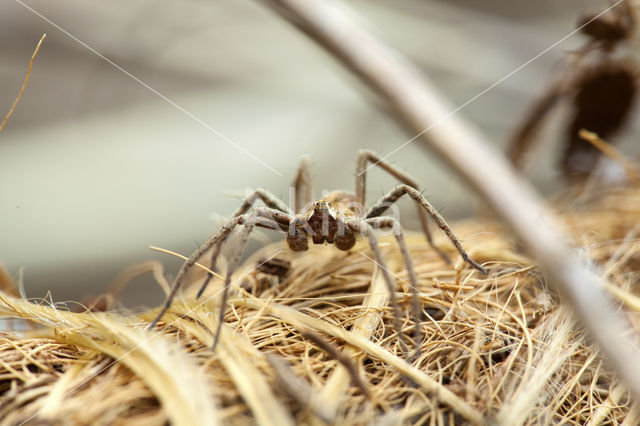 Wolfspider (Pardosa amentata)