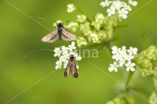 Pinksterbloemlangsprietmot (Cauchas rufimitrella)