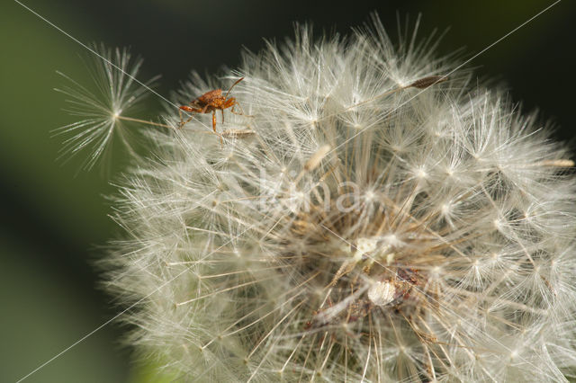 western conifer-seed bug (Leptoglossus occidentalis)