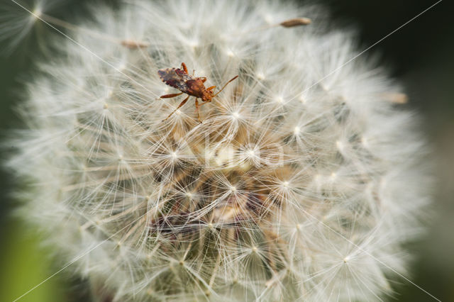 western conifer-seed bug (Leptoglossus occidentalis)