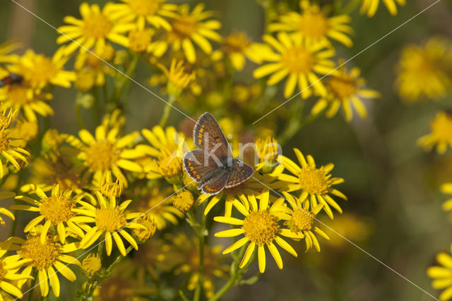 Brown Argus (Aricia agestis)