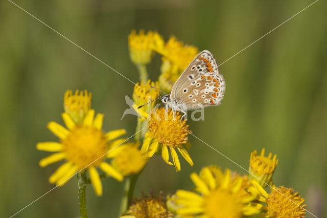 Common Blue (Polyommatus icarus)