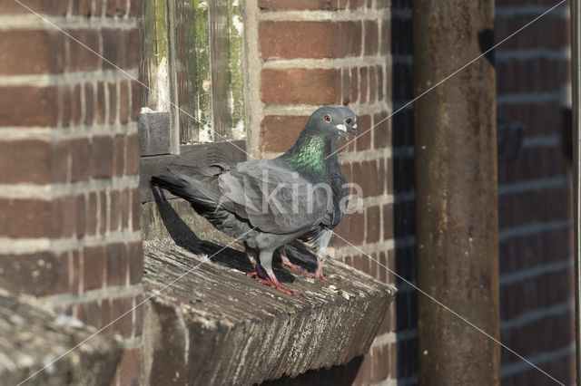 Feral Pigeon (Columba livia domestica)