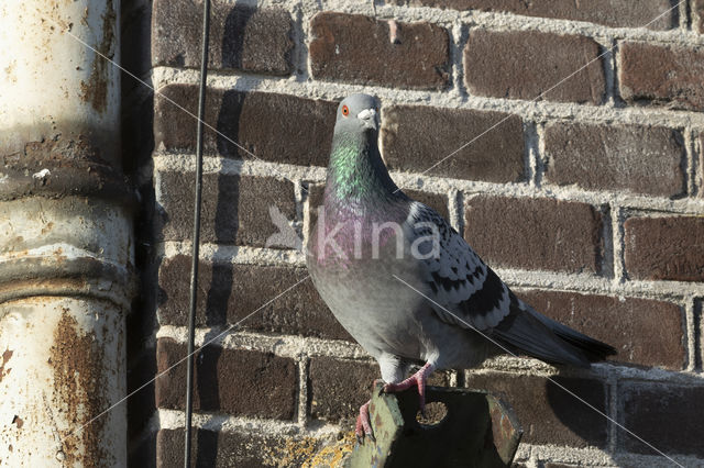 Stadsduif (Columba livia domestica)