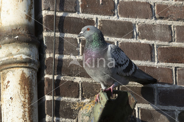 Stadsduif (Columba livia domestica)