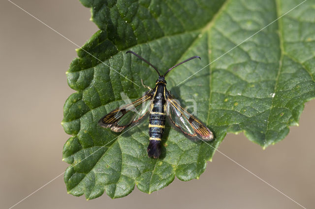 Bessenglasvlinder (Synanthedon tipuliformis)