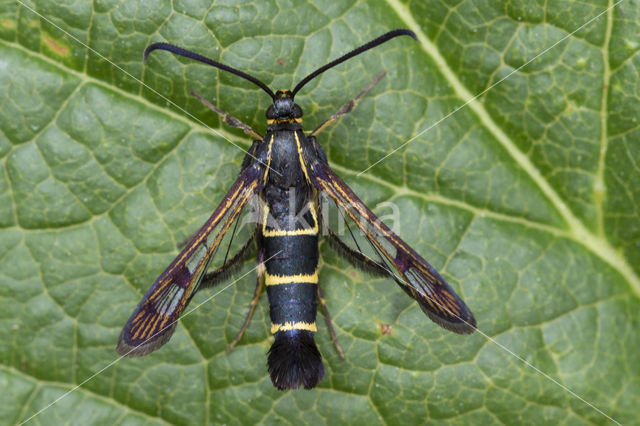 Currant Clearwing (Synanthedon tipuliformis)