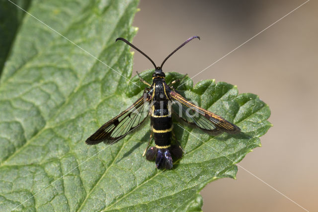 Currant Clearwing (Synanthedon tipuliformis)