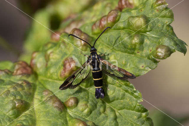 Currant Clearwing (Synanthedon tipuliformis)